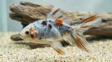 Calico Oranda Goldfish