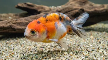 Calico Ranchu Goldfish
