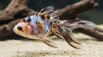 Calico Ryukin Goldfish