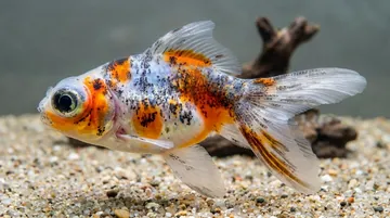 Calico Telescope Goldfish
