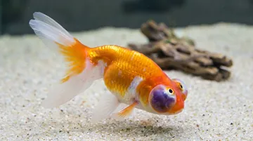 Celestial Eye Goldfish
