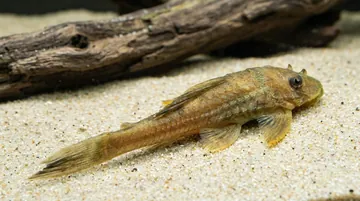 Chocolate Albino Plecostomus