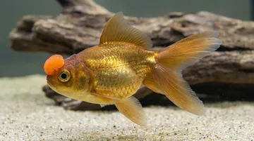 Chocolate Pom Pom Goldfish
