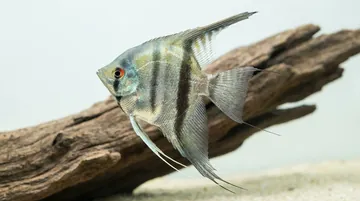 Cobalt Blue Zebra Angelfish