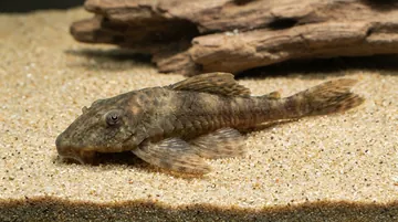 Cucuta Bristlenose Plecostomus