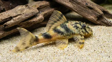 Emperor/False Vittata Plecostomus L-204