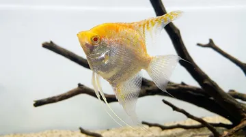 'False Altum' Peruvian Albino Angelfish