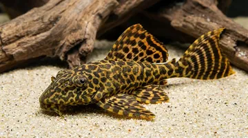 Flash Plecostomus L-204