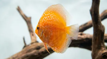 German Turquoise Discus
