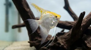 Gold Angelfish