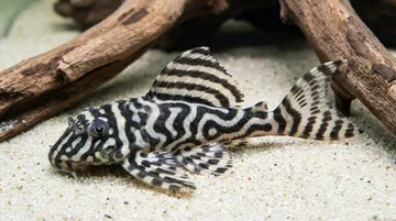 Gold Belo Monte Tiger Plecostomus L333