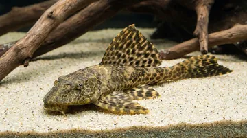Gold Spotted Sailfin Plecostomus L-001