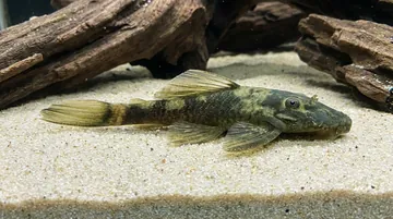 Green Dragon Bushy Nose Plecostomus