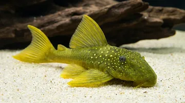 Green Phantom Plecostomus L-200
