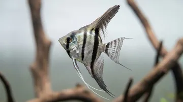Half Black Angelfish