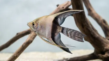 Half Black Veil Angelfish