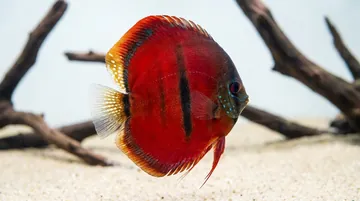 Heckel Ica Discus