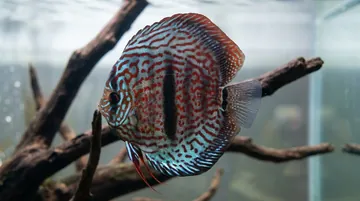 Heckel Leopard Discus