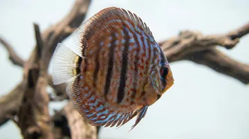Heckel Vietnam Discus