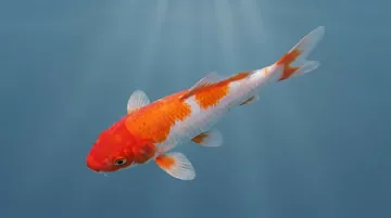 Kohaku Koi