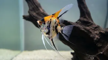 Koi Angelfish