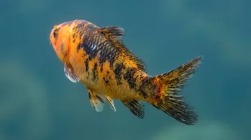 Kujaku Koi
