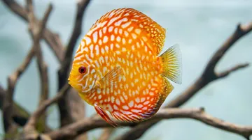 Leopard Albino Discus
