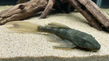 Long Fin Green Dragon Bushy Nose Plecostomus