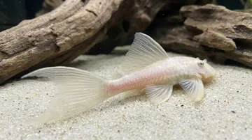 Longfin Albino Bushy Nose Plecostomus