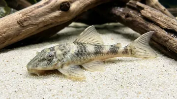 Lujans Plecostomus L-127