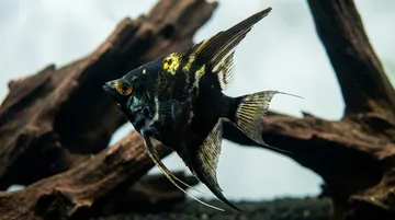 Marble Angelfish