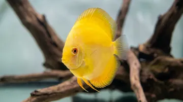Marlboro Yellow Discus