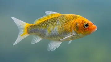 Matsuba Koi