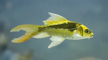 Mayan Butterfly Koi