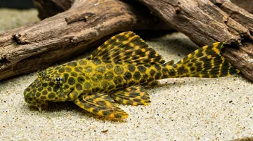 Maze Plecostomus L-164