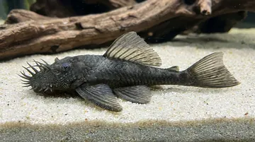 Medusa Bushy Nose Plecostomus L-034