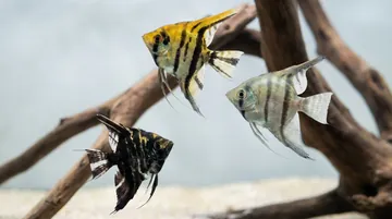 Mixed Angelfish