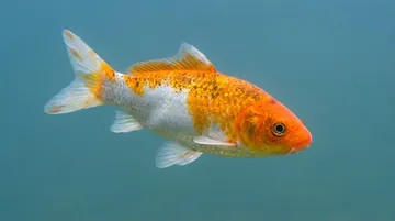 Mixed Ginrin Koi