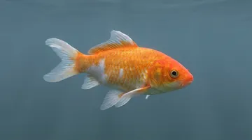Mixed High Quality "AA" Koi