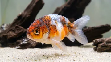Mixed Lionhead Goldfish