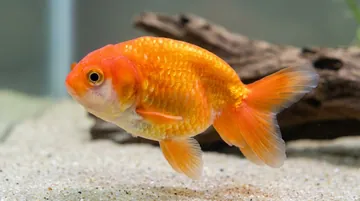Mixed Ranchu Goldfish