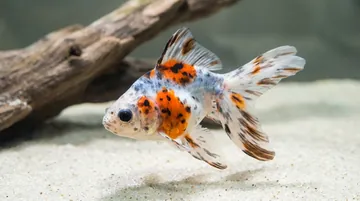 Mixed Ryukin Goldfish