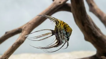 Mixed Veil Angelfish