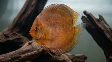 Nebula Discus