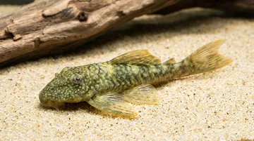 Orange Seam Plecostomus L-106