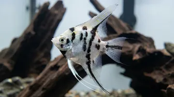 Panda Angelfish