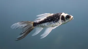 Panda Butterfly Koi