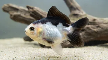 Panda Oranda Goldfish