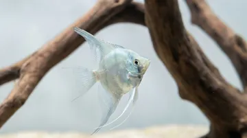 Paraiba Smokey Angelfish