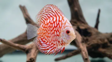 Pigeon Blood Discus